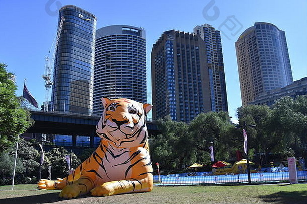 悉尼澳大利亚2月更大的生活灯笼形状老虎中国人星座动物圆形旋转庆祝中国人月