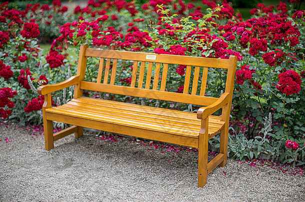 公园板凳上盛开的红色的玫瑰