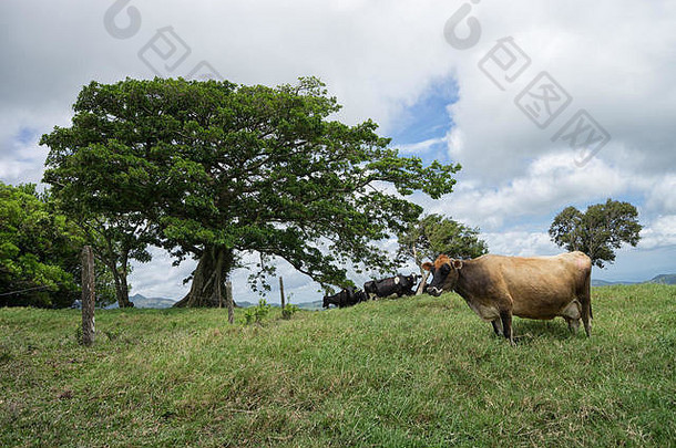 牛在户外科斯塔黎加
