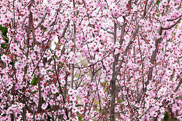 软粉红色的李子花朵布鲁姆中期冬天