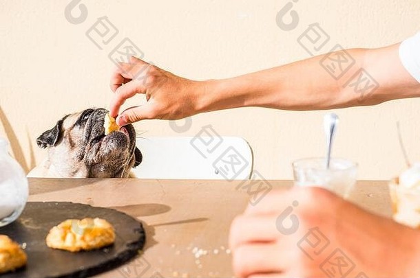 高加索人人狗老板饲料甜蜜的饼干可爱的饿了哈巴狗爱友谊动物概念早餐时间户外的地方