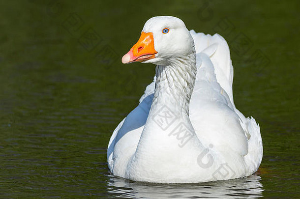 白色大白鹅鹅考虑考虑家浮动湖早期春天南英格兰
