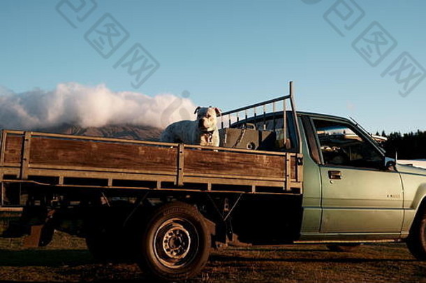 白色坑牛绿色<strong>木皮</strong>卡卡车日落新西兰汤加里罗