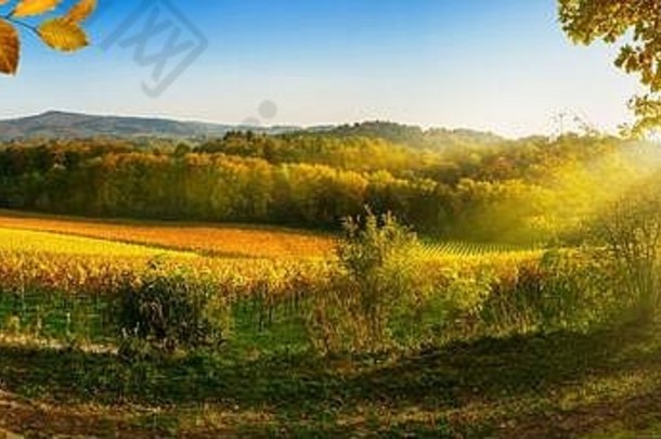 全景农村景观秋天葡萄园山充满活力的蓝色的天空射线阳光框架黄金树叶