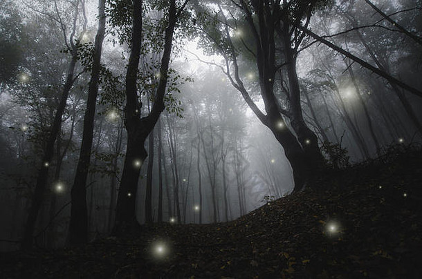 神奇的闪光多雾的森林黑暗幻想景观