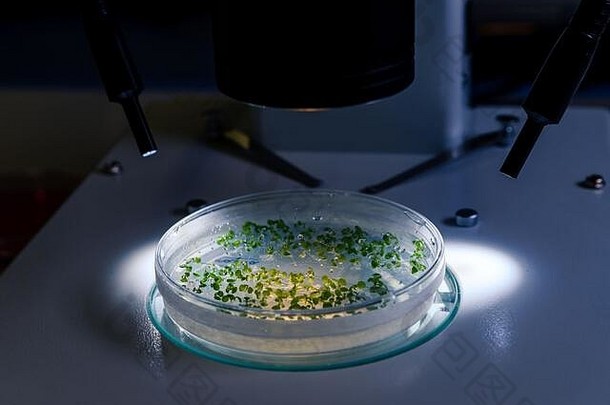 文化佩特里菜光立体显微镜检查制药生物科学研究概念科学实验室研究