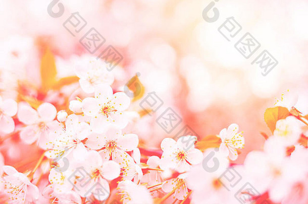 开花分支樱桃树春天背景健美的时尚的生活珊瑚颜色