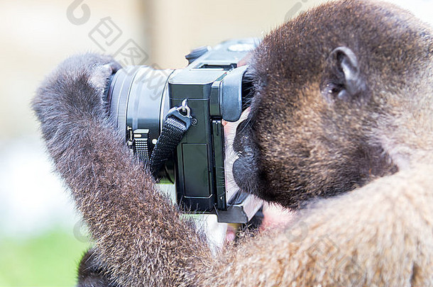 长毛猴子相机亚马逊伊基托斯秘鲁