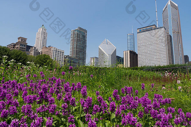 美丽的蓝色的天空紫色的花前景绿色中间高建筑芝加哥背景