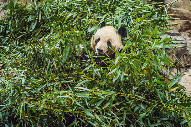 巨大的熊猫ailuropodamelanoleuca吃竹子野生动物动物