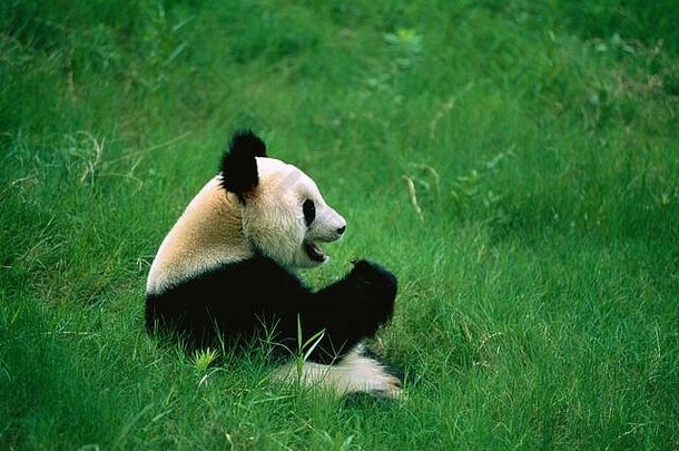 巨大的熊猫四川省中国