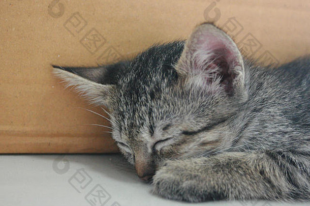 可爱的有趣的可爱的小猫猫睡眠紧爪子腿脸白色地板上棕色（的）盒子首页