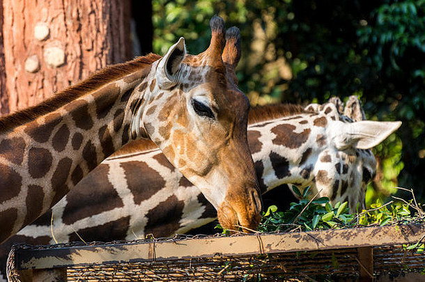 肖像非洲长颈鹿长颈鹿鹿豹座非洲而得名有蹄的哺乳动物最高的生活陆地动物最大