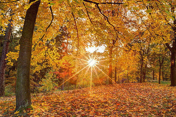 秋天风景树阳光