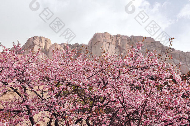 樱桃开花拉克山国家公园南韩国