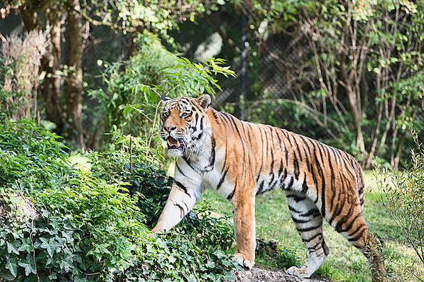 孟加拉老虎豹属tigris