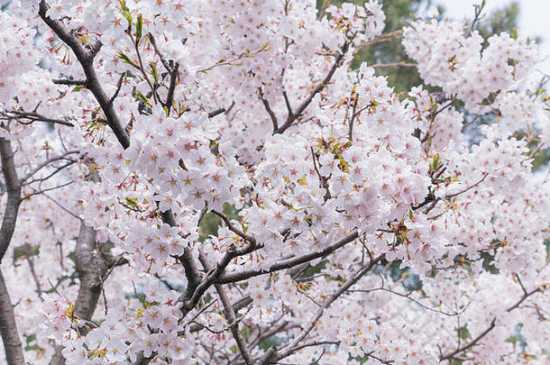 日本樱花樱桃花朵完整的布鲁姆东京日本