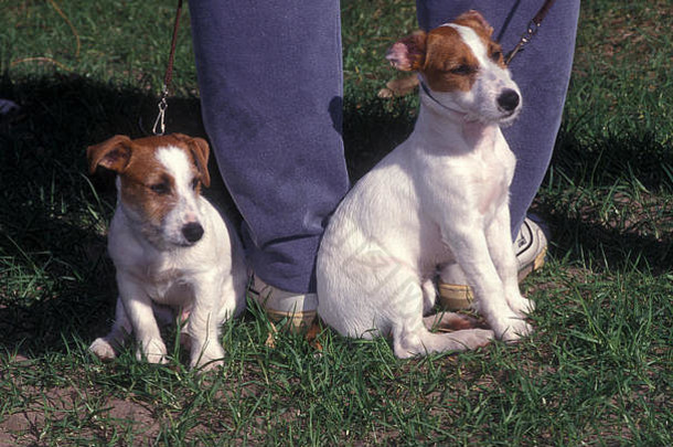 小狗培训学校举行百周年公园悉尼南威尔士澳大利亚