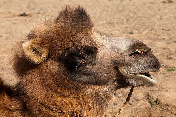 双胞胎驼背的大夏的骆驼<strong>戈壁沙漠</strong>蒙古