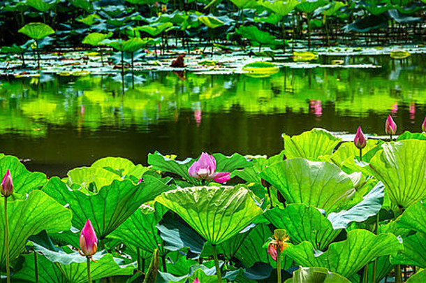 粉红色的莲花池塘花园莉莉垫夏天宫北京中国