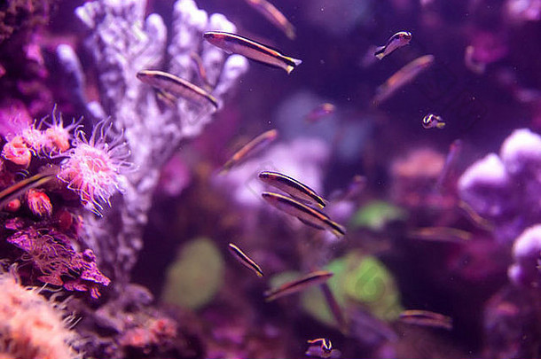 鱼珊瑚海葵底水族馆海