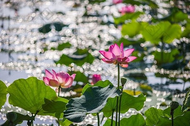 可爱的风景盛开的粉红色的莲花花池塘