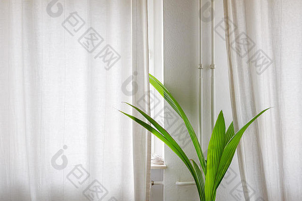 室内关闭视图热带室内植物白色窗帘房间明亮的房间自然日光大气舒适的室内空间