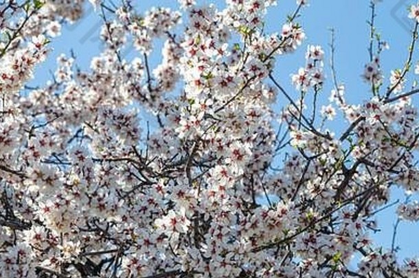 杏仁树盛开的背景全景杏仁树分支白色粉红色的花朵蓝色的天空背景横幅