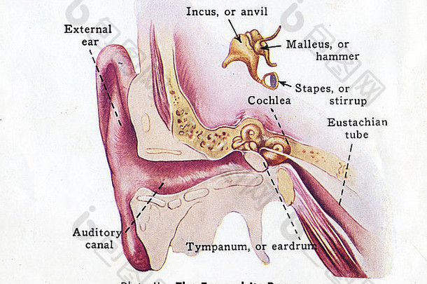 医疗图部分耳朵