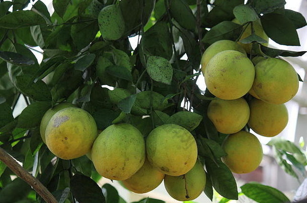 葡萄柚柑橘类paradisi柚子shattuck成熟树