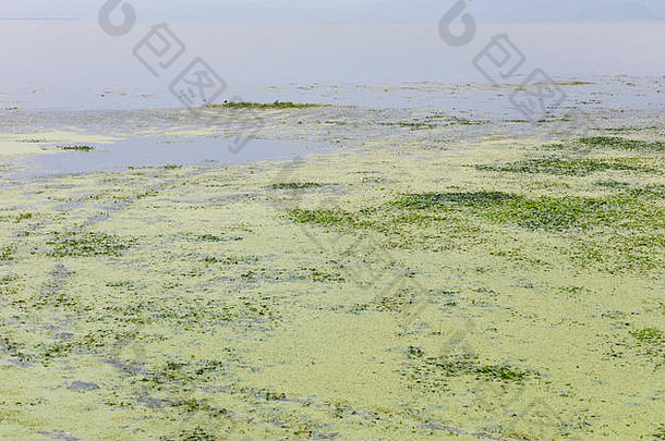 藻增长表面海湖达利云南中国