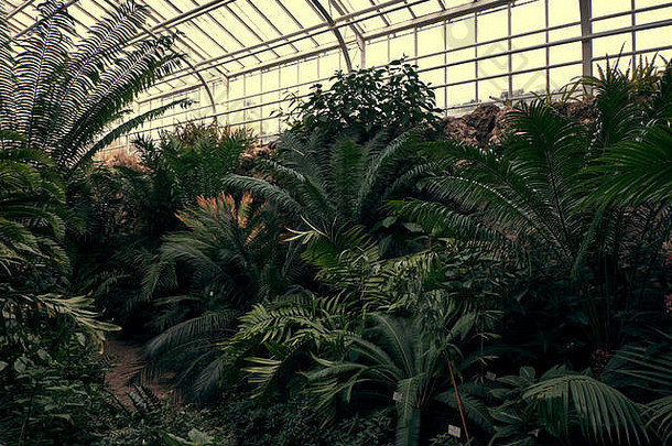 热带路径绿色热带植物手掌卡图斯著名的植物花园慕尼黑