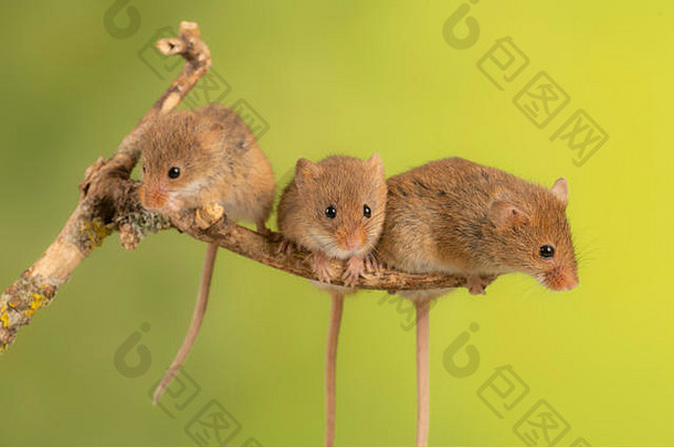 三人组治愈收获老鼠坐着分支