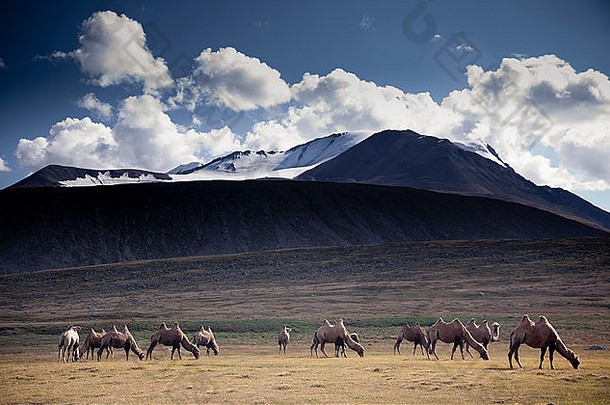 骆驼火车运输把加油高山草前哈尔基拉谷蒙古
