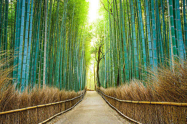 《京都议定书》日本竹子森林