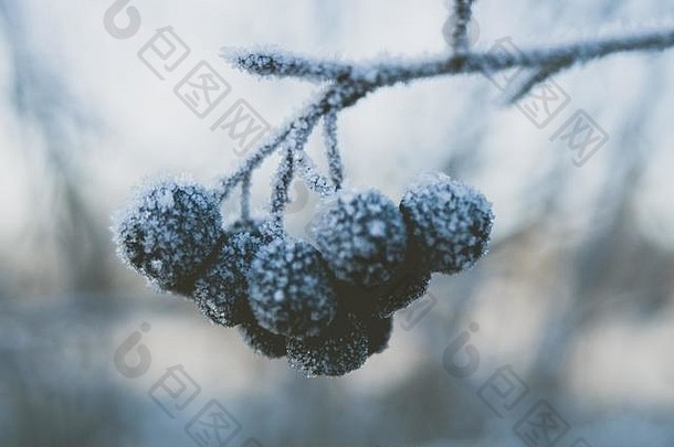 冻野樱桃浆果