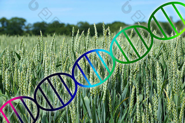 基因组编辑遗传工程概念太太双螺旋小麦作物场