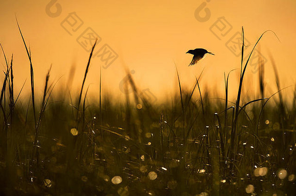海边麻雀需要飞行早期早....场高沼泽草橙色天空背景