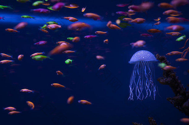 美丽的水母水下很多明亮的鱼