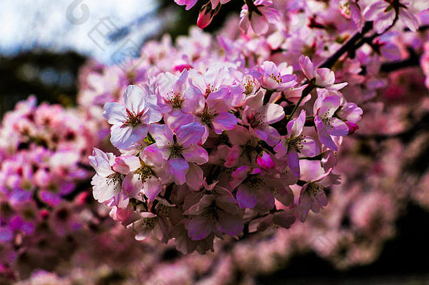 日本樱桃花朵广岛日本樱花季节