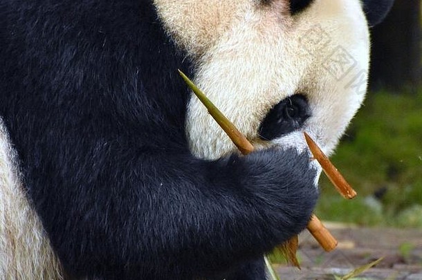 熊猫咀嚼竹子芽