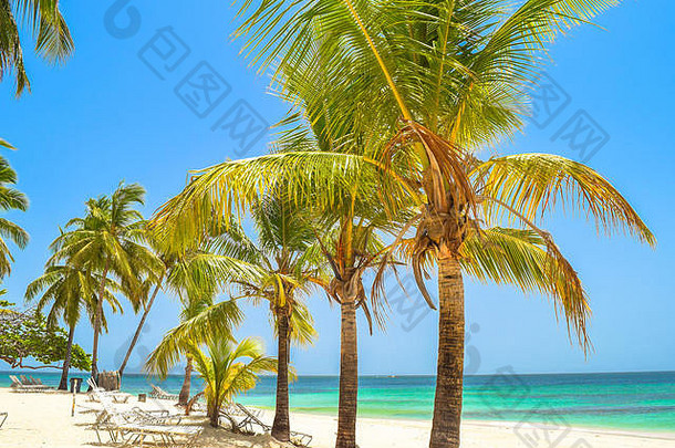 美丽的海滩手掌日光浴浴床蓝色的天空绿松石水多米尼加共和国萨马纳岛加勒比海