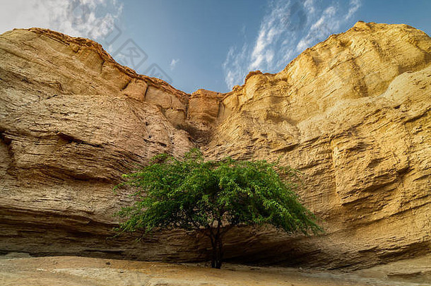 伊朗克什姆岛孤独的树
