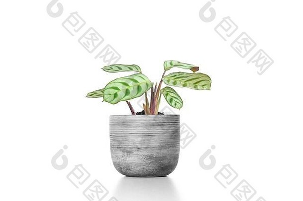 华丽的室内植物竹竽水泥花瓶能孤立的白色背景