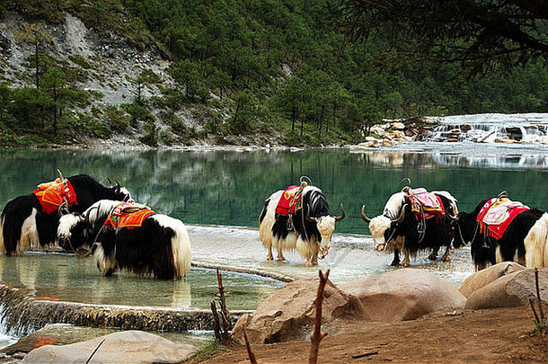 群藏文牦牛休息海岸湖丽江云南中国