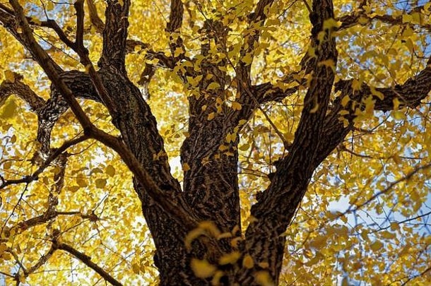 明亮的黄色的叶子银杏树晚些时候秋天