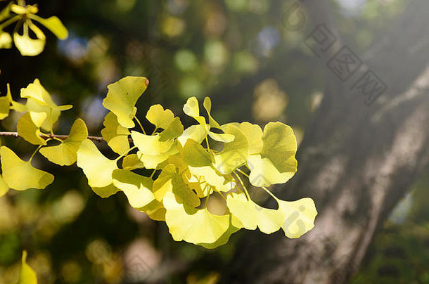 银杏biloba年轻的绿色叶子树健康疗愈植物象征健康长寿