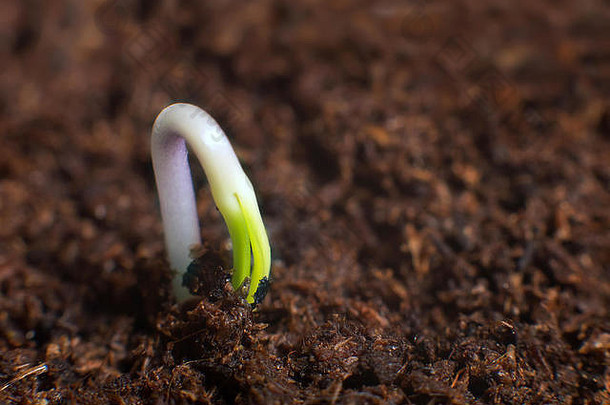 生活开始开始植物发芽土壤
