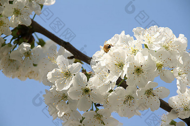 樱桃开花春天快乐一年诺鲁兹开始一年伊朗国人民蓝色的天空白色蜜蜂