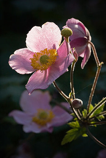 银莲花